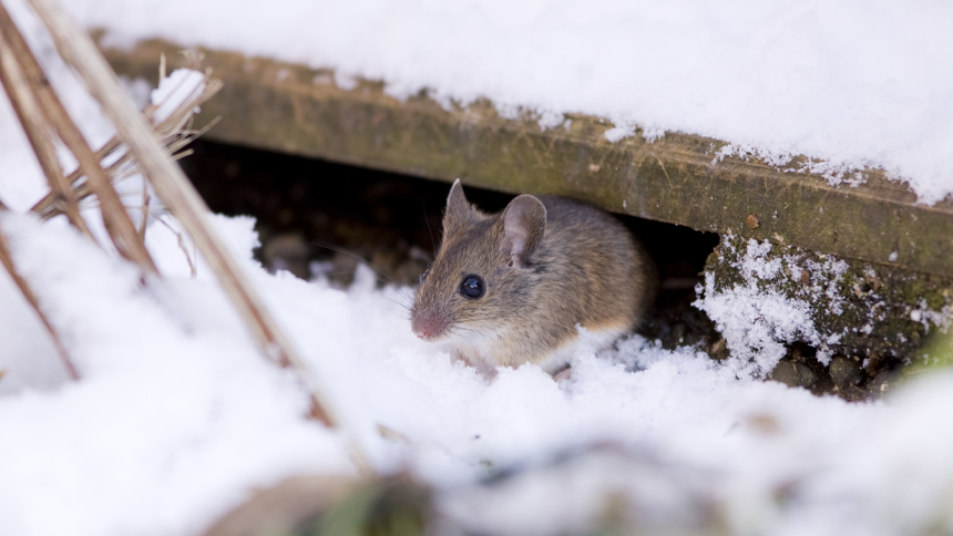 Foto: iStock